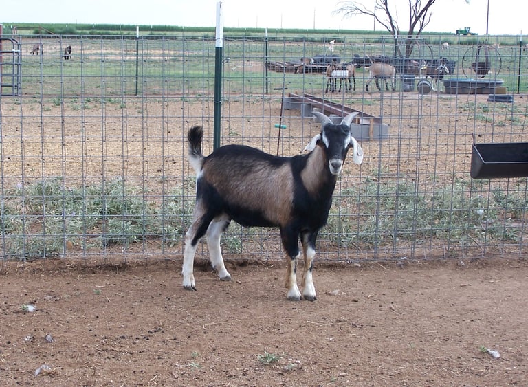 Heritage Texas Range Goat - Buckling.