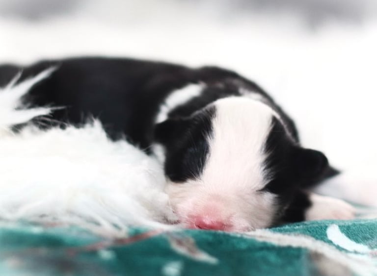 Yakutian laika puppies