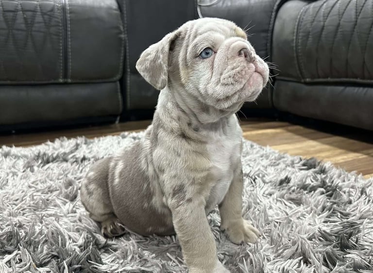 English Bulldog puppies for sale