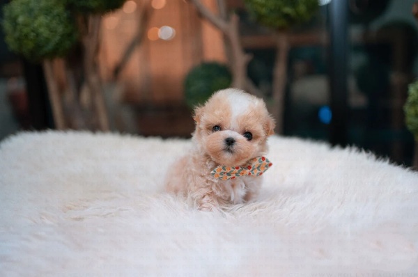 Teacup Maltipoo Puppies for Sale
