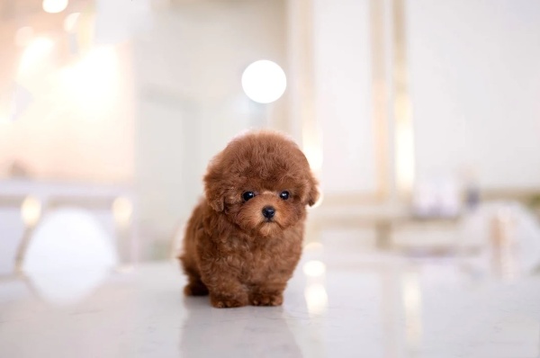 Teacup Maltipoo Puppies for Sale