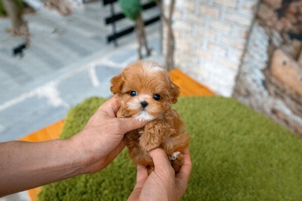 Teacup Maltipoo Puppies for Sale