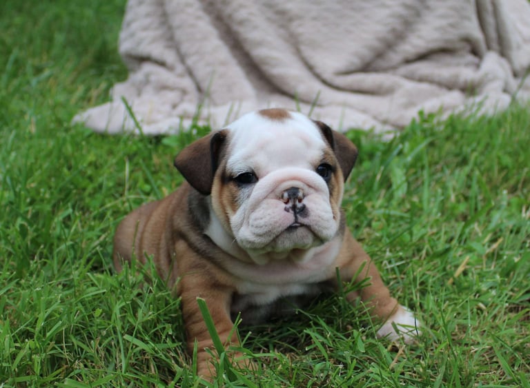 English Bulldog puppies for sale
