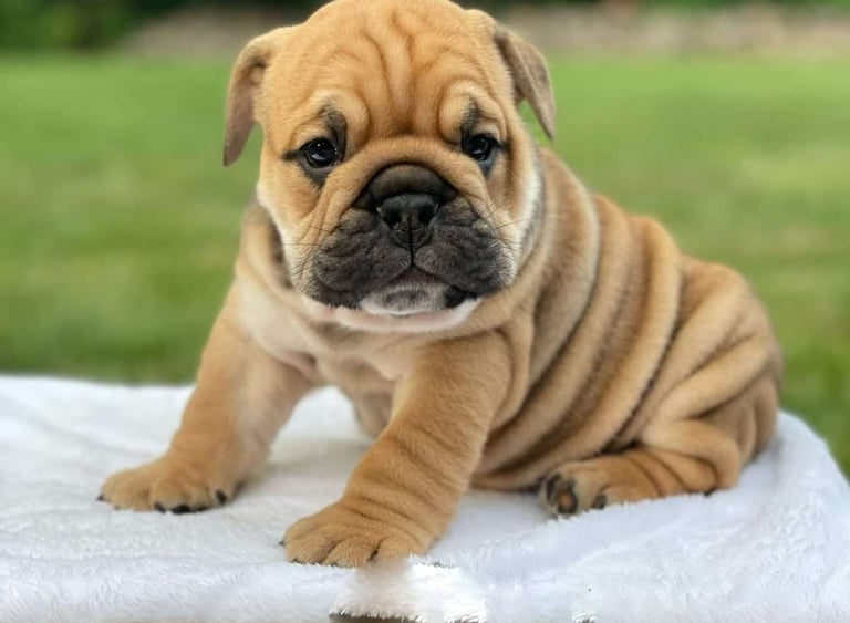 English Bulldog puppies for sale