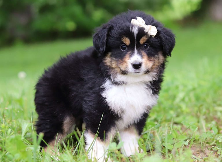 Miniature Australian Shepherd Puppies for Sale