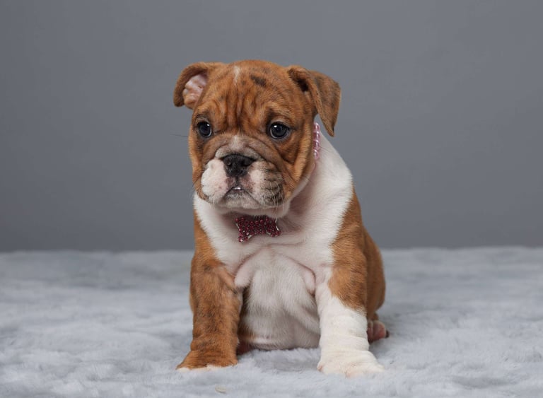 English Bulldog puppies for sale