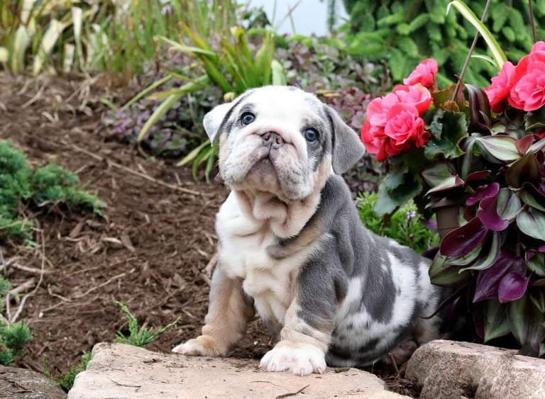 English Bulldog puppies for sale