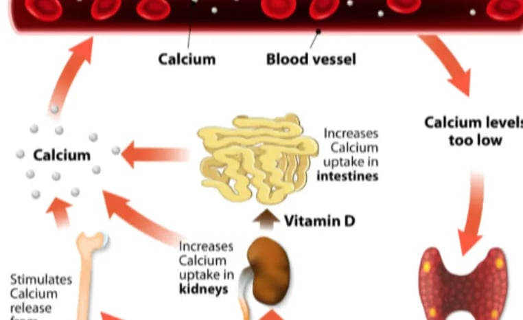 Calcium, vitamin D, and parathyroid hormone disorder treatment in Hyderabad by expert endocrine