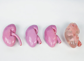 Male Reproductive Organs Model