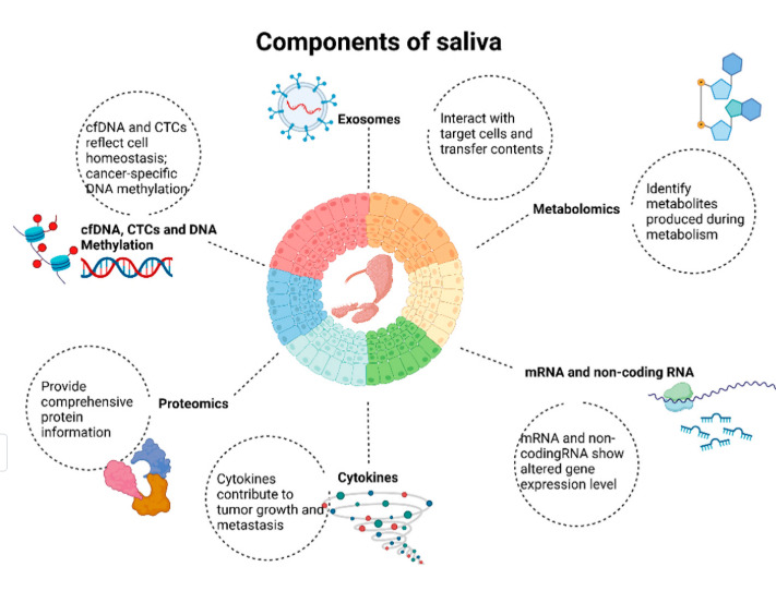 I componenti della Saliva infografica