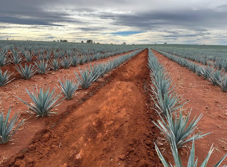 Campos de cultivo de agave azul tequilana Weber de entre 7-9 años de maduración.