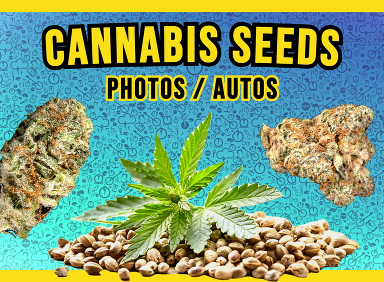 THC Cannabis Seeds for sale Malta