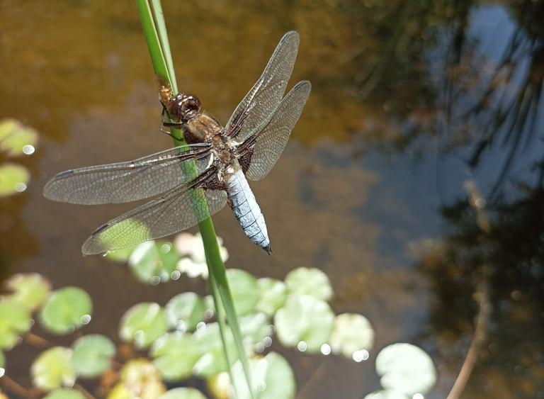 A dragonfly with its eggs