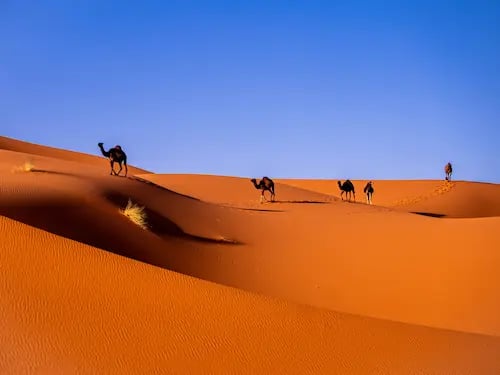 Group trekking with camels across Moroccan Sahara dunes on Ultimate Sahara Pro adventure