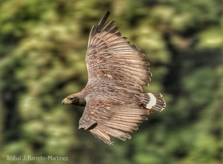 Colombia Endemic Bird Photography Expedition