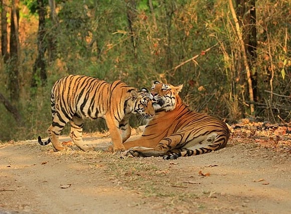 Two Bengal tigers interacting playfully on a forest trail at Panna National Park, Madhya Pradesh