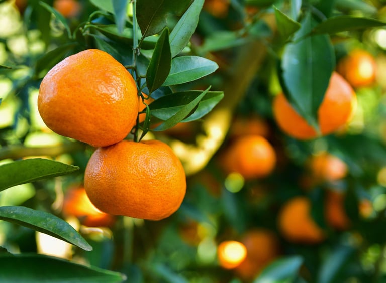 citrus