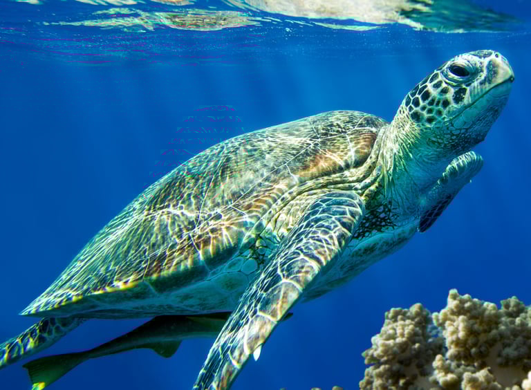 a caretta caretta turtle swimming
