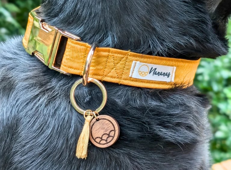 gros plan sur le cou d'un chien noir portant un collier jaune