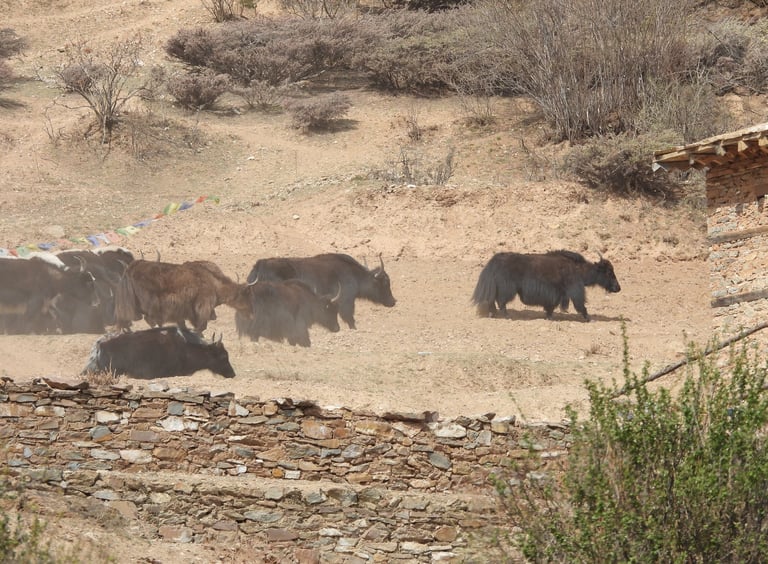 Yaks dans le dolpo à Phoksundo