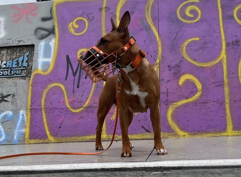 Hund mit pulverbeschichtetem Maulkorb in Orange mit Orange Biothane