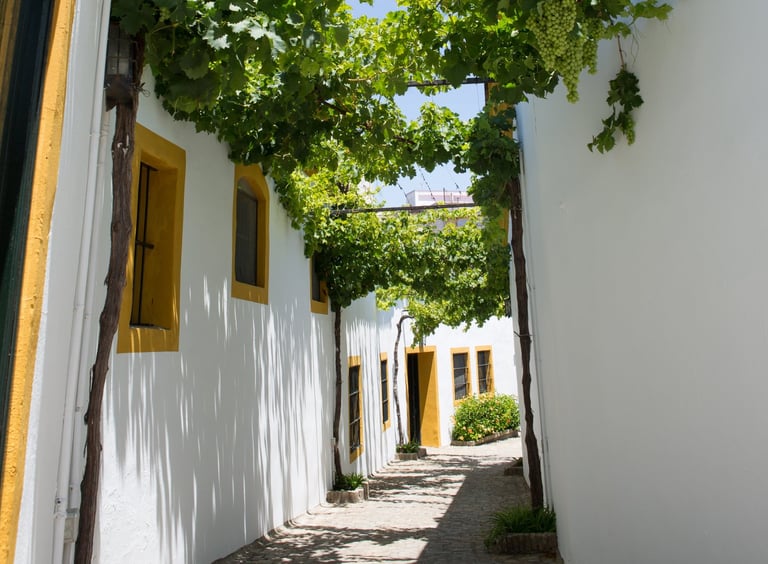 Image showcasing grape bushes lining the streets of Jerez de la Frontera at the acclaimed Pettersen Brandy's wine Bodega.