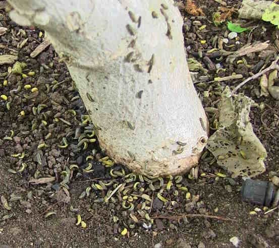 elm leaf beetle pupae and larvae at the base of an elm tree