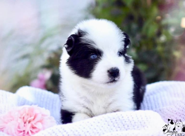 Yakutian laika puppies