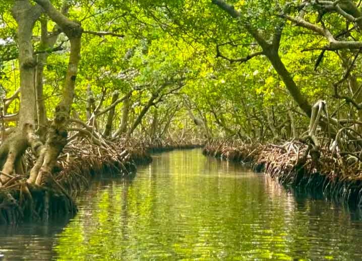 Mangrove Tour Roatan