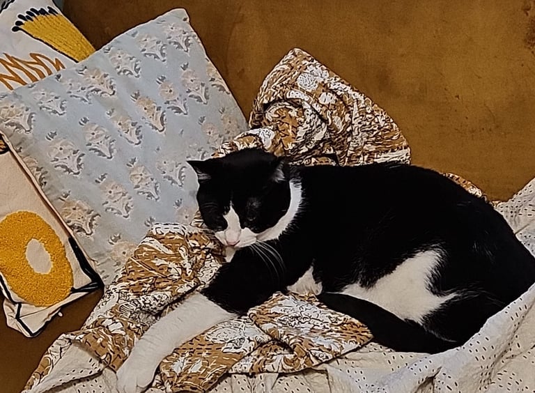 kitty ivy on gold block print kantha quilt