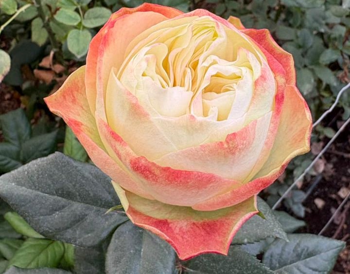 A blooming bicolor rose with cream petals and coral pink edges growing in a lush green garden.