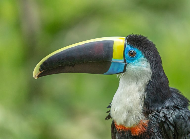 Tambopata Amazon Expedition 4D/3N