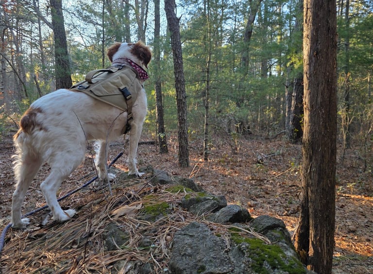 Sugar dog standing on rock