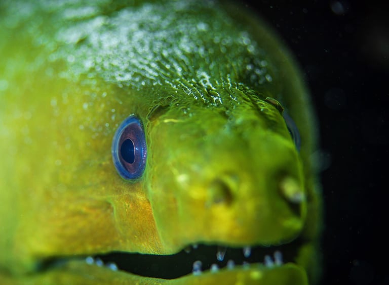 Green moray eel emerging from coral head – reef life close-up in Cozumel, Mexico