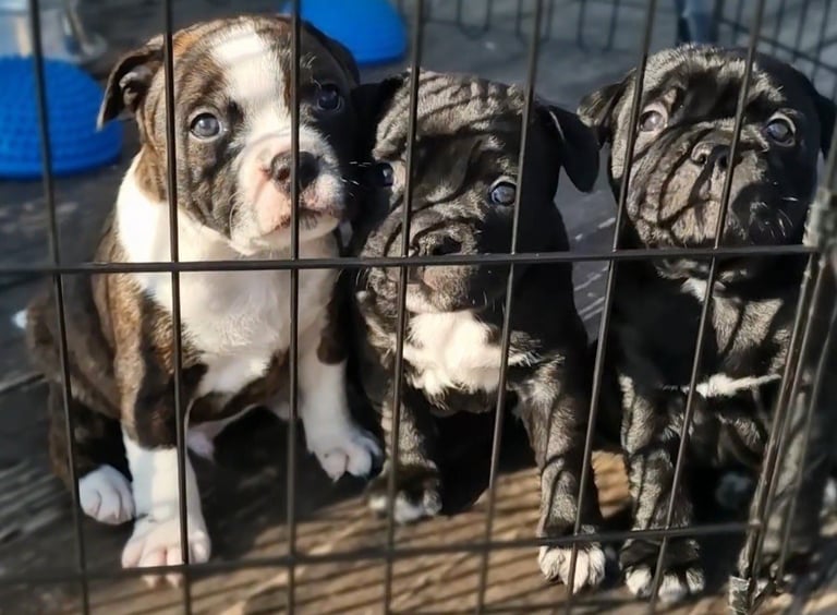 Cuccioli di 50 giorni dentro ad un recinto nelle prime uscite all'aperto