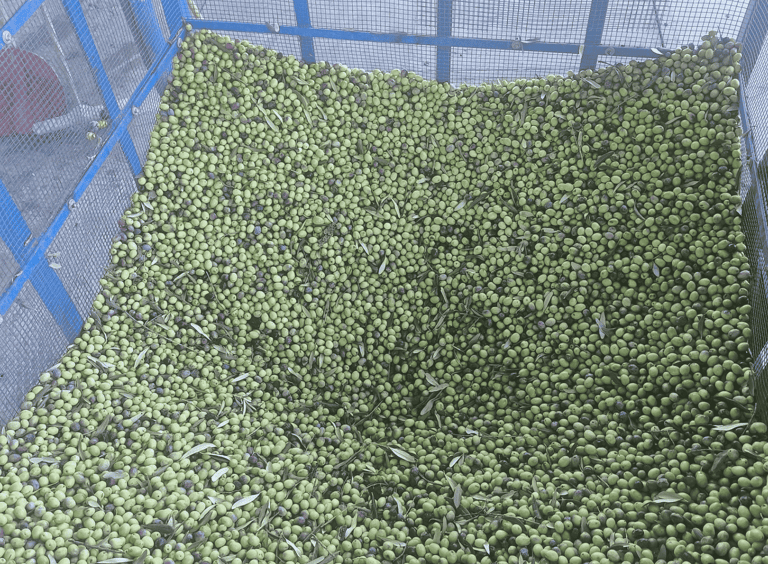 erken hasat zeytinyağı