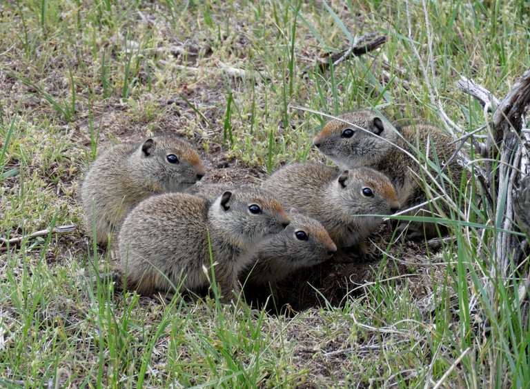 Family Gathering