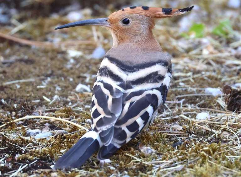 The hoopoe