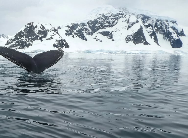 Anchorage, AK - A migrating gray whale off the coast of southern Alaska