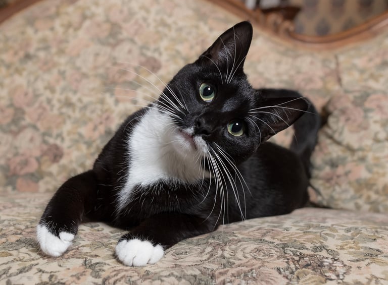 Black and white cat with a tilted head