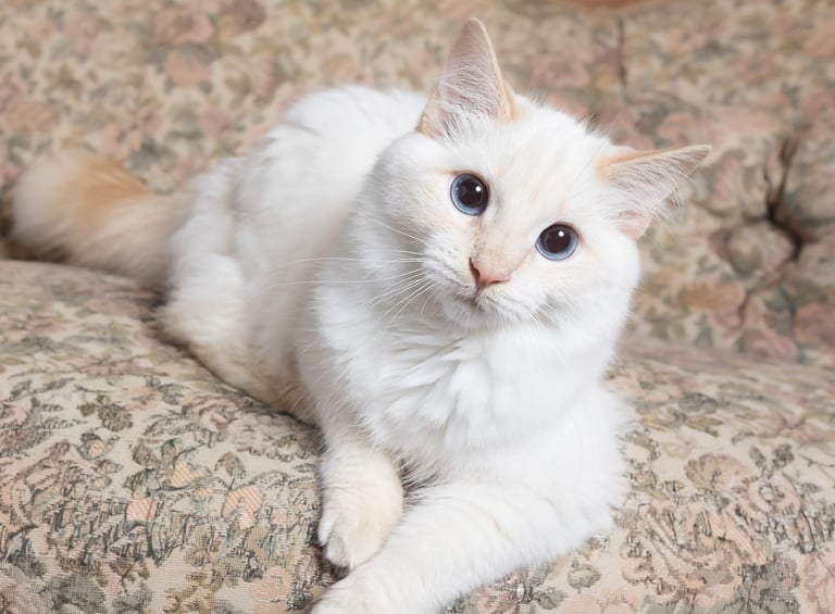 A white long-haired cat