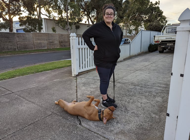 Staffy in drop rolling on back owner holding lead laughing