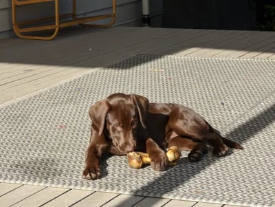 a puppy laying on a mat rug in a patio