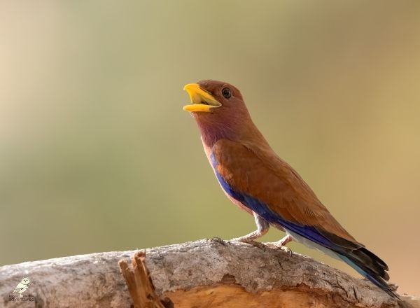 Broad-billed Roller perched on a branch | Birding Adventures Gambia