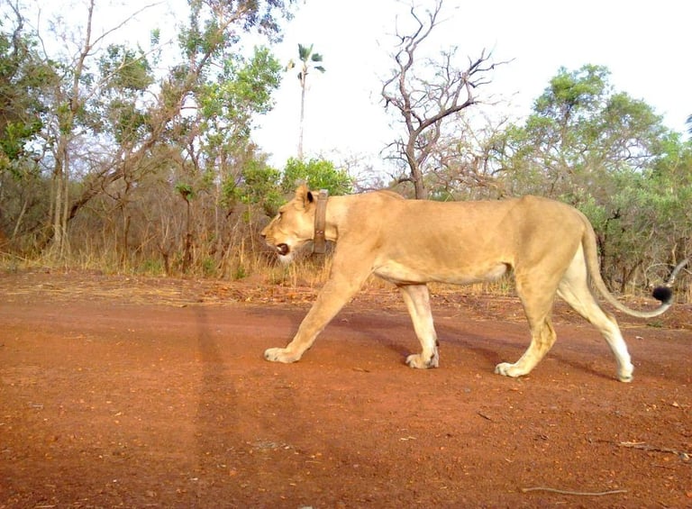 Lioness walking in Niokolo-Koba National Park Senegal wildlife