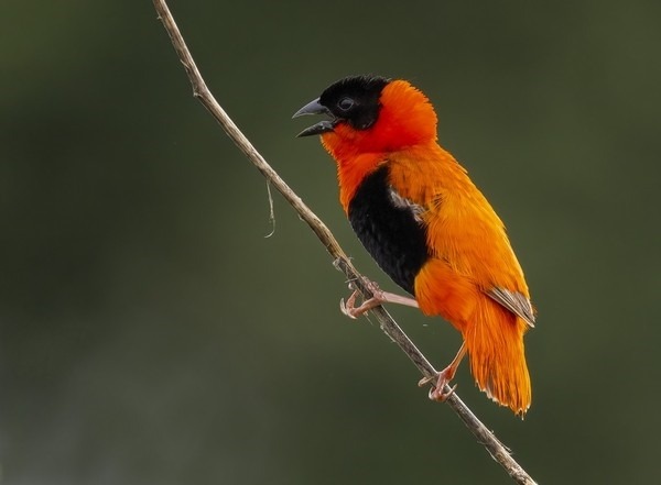 Northern red bishop op een tak in Gambia