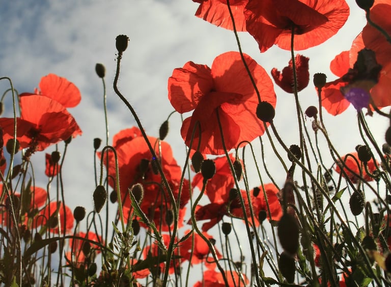 Champ de coquelicots rouges évoquant la sophrologie et le bien-être naturel