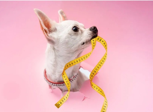 Perro chihuahua blanco sosteniendo una cinta métrica amarilla en su boca sobre un fondo rosa.