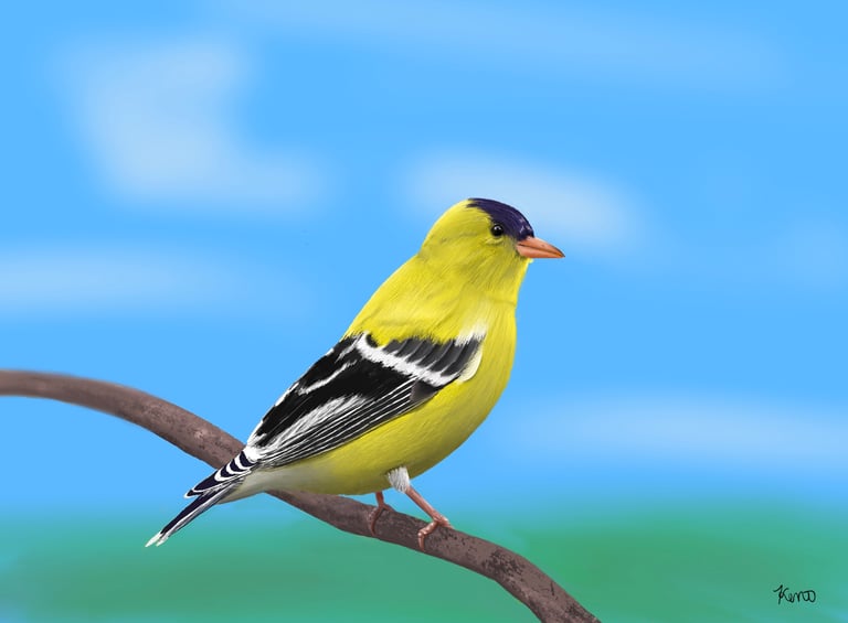 American male goldfinch