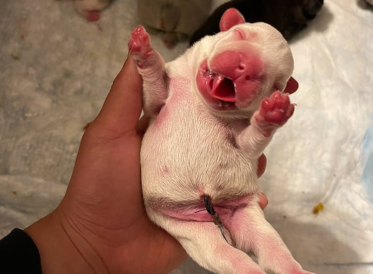 Frenchie